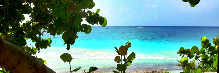 Tree Lined Beach