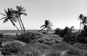Small Palms